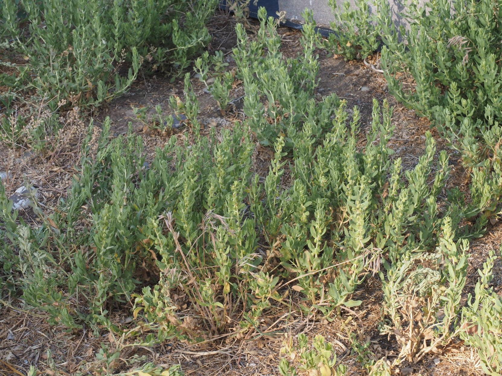 War on Weeds: Povertyweed | Columnists | postregister.com