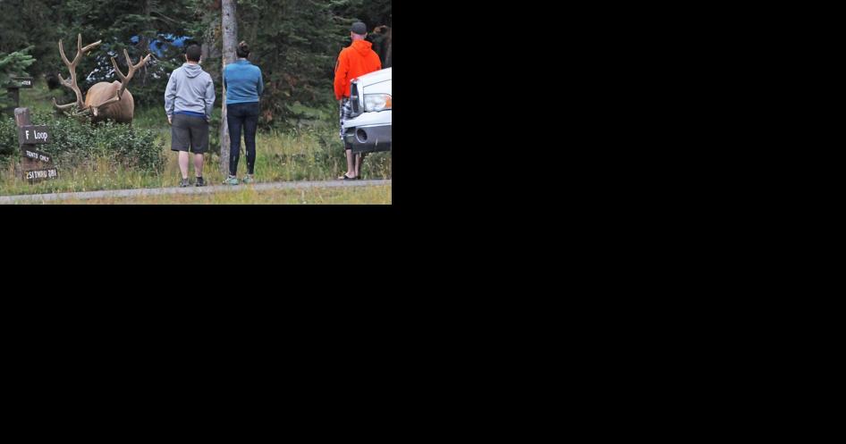 Facebook page tracks Yellowstone tourists' bad behavior - Vimarsana News