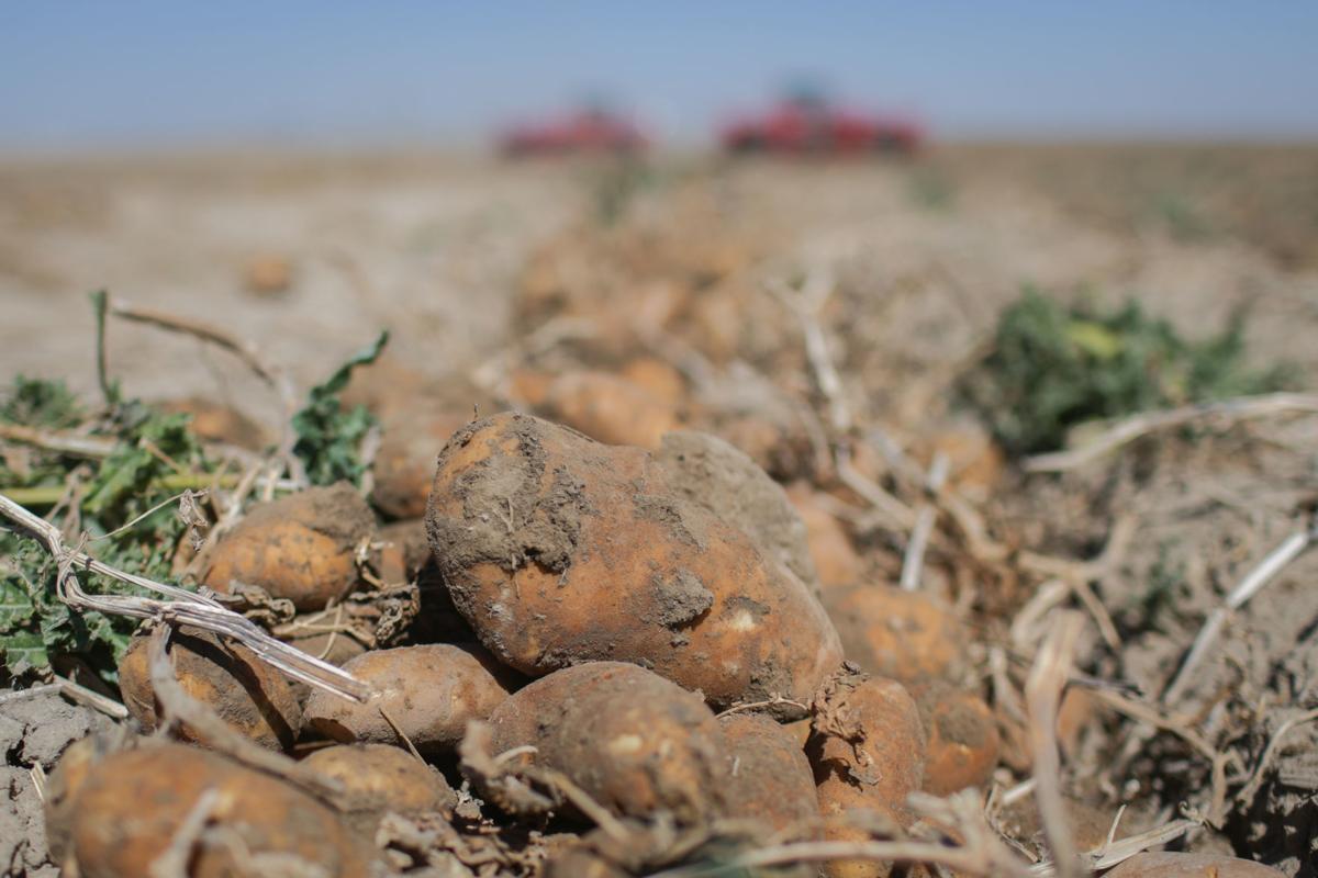 Potato harvest underway in eastern Idaho Local News