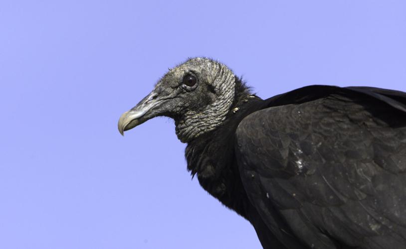 Menace from the sky Black vultures attack calves Livestock