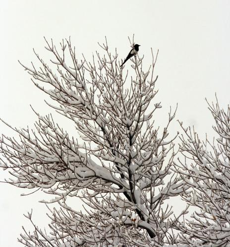 magpie on top of tree