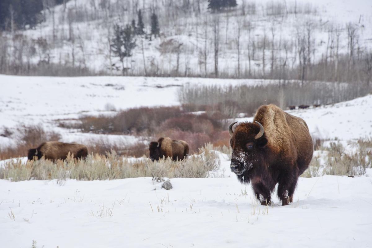Visiting Yellowstone In Winter Is A Unique Experience Outdoors