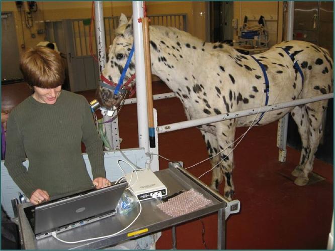 Treating a pony to prevent “Heaves” equine asthma | Farm & Ranch ...