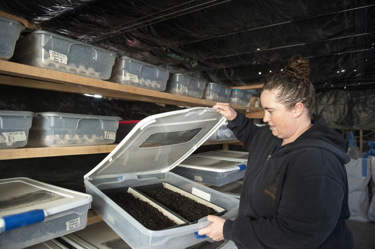 Magic Valley Welcomes First Cricket Farm For Human Consumption Business Postregister Com