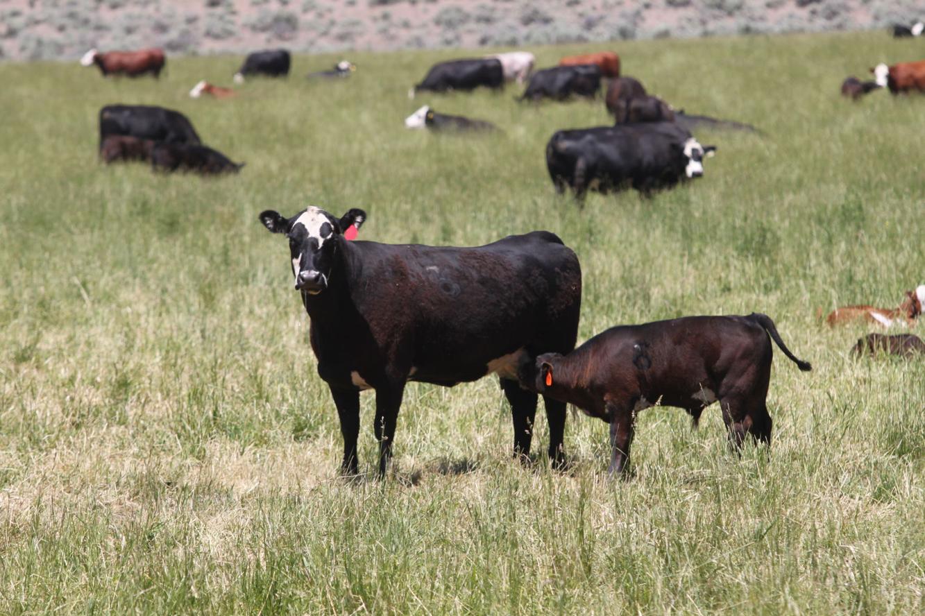 New meat packing plants planned in Idaho Falls, Jerome Livestock