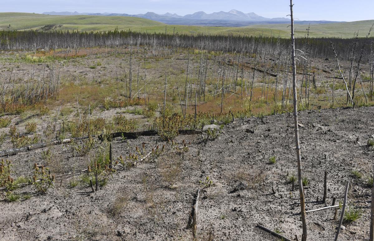 What will we lose? Tracking climate change in Yellowstone Local News