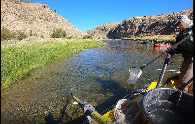 Teton River fish survey shows boost in cutthroat numbers, Local News