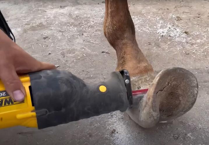 Reallife rocking horse receives care from Idaho Horseshoeing School in