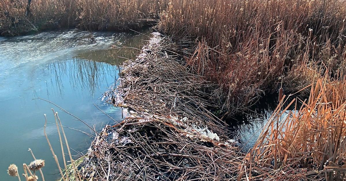 Beavers And Rocks The lure of rocks and beavers to get outside | Outdoors | postregister.com