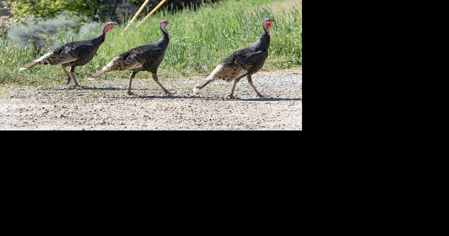 Ada County urban areas contend with turkeys, bunnies and rats ...