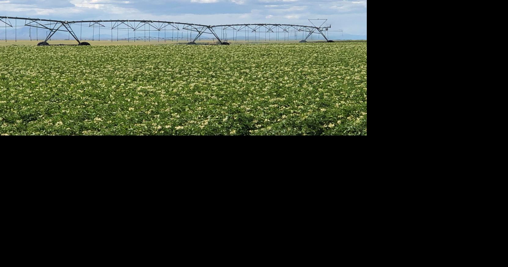 Idaho potato acres drop by 5%