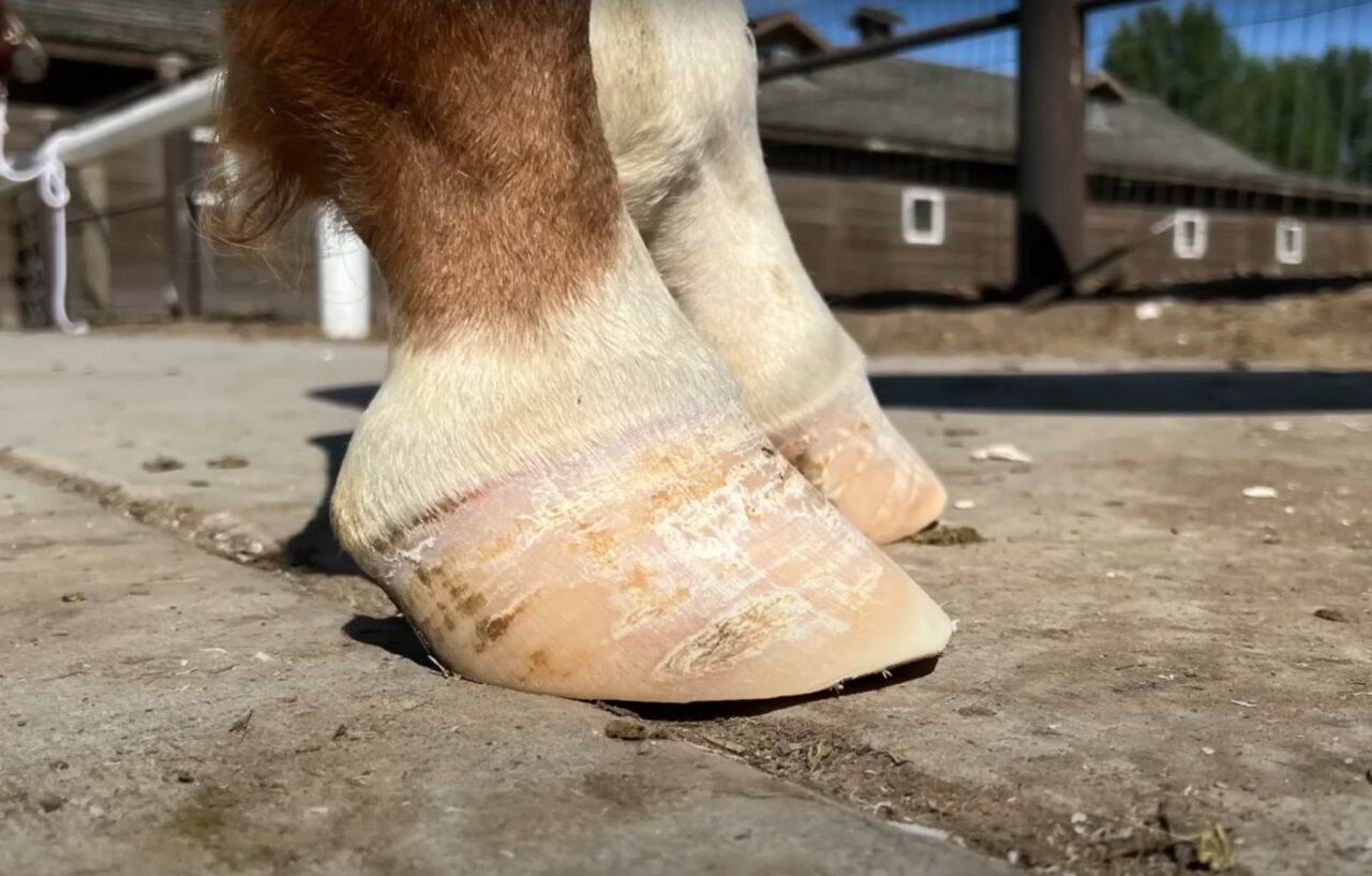 Horse Shoe Restoration : Shoe Cleaning ASMR : Oddly Satisfying