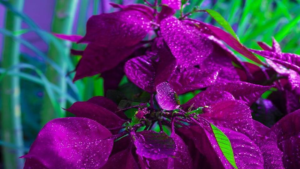 Christmas Traditions: Great History To Development Of Poinsettia Plant | News | Postregister.com