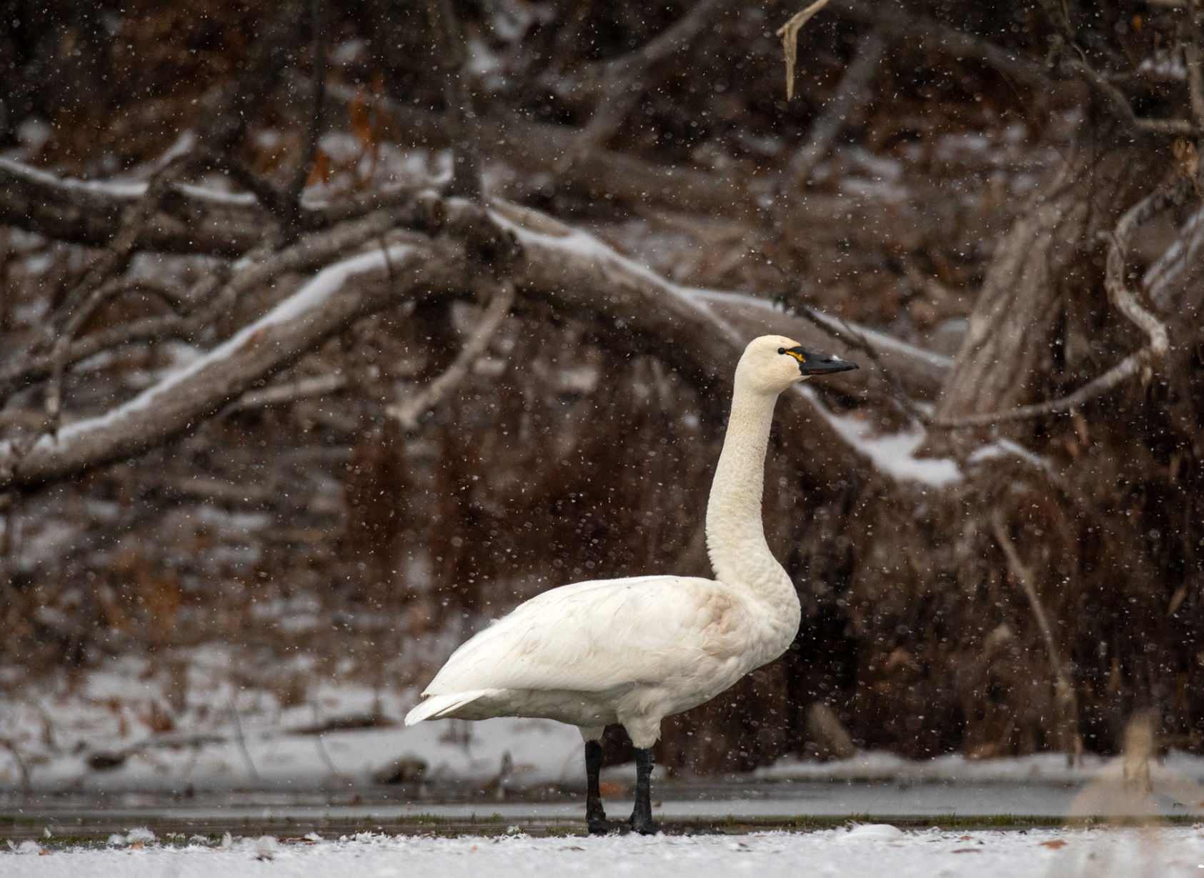 Wild swan chase: Downed bird brings adventure to INL laborer's Veterans Day | Outdoors - Vimarsana News