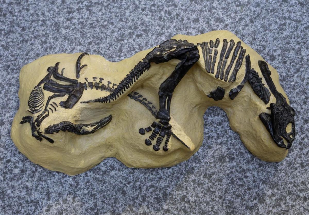 fighting dinosaurs fossil