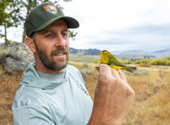 Yellowstone biologist takes birds under his wing | Outdoors ...