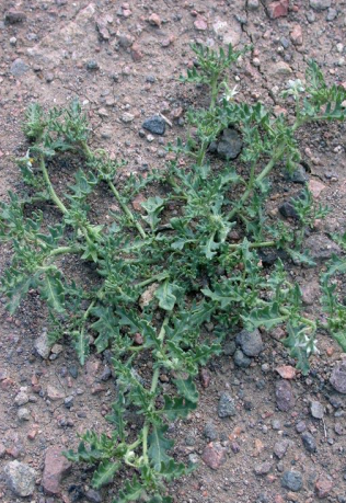 War on Weeds: Cutleaf nightshade | Pests & Weeds | postregister.com