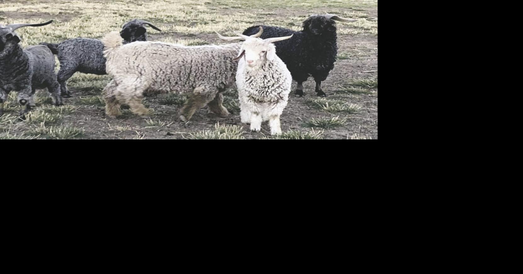 Angora goat mohair done 'Cody Style' | Livestock | postregister.com
