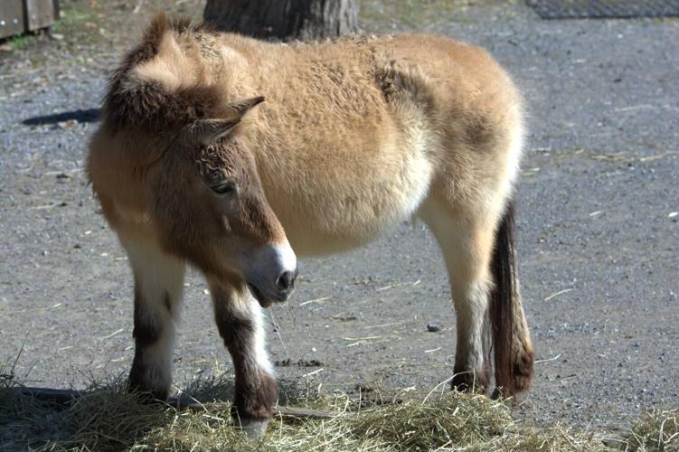 Chernobyl and its wildlife: Part two | Outdoors | postregister.com