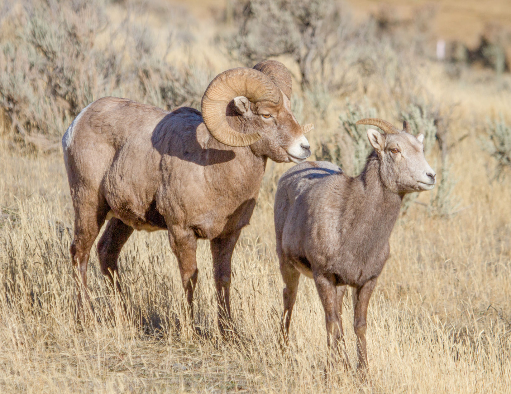 Wyoming may weigh ewe hunt to benefit bighorn sheep herds Western Life postregister pic