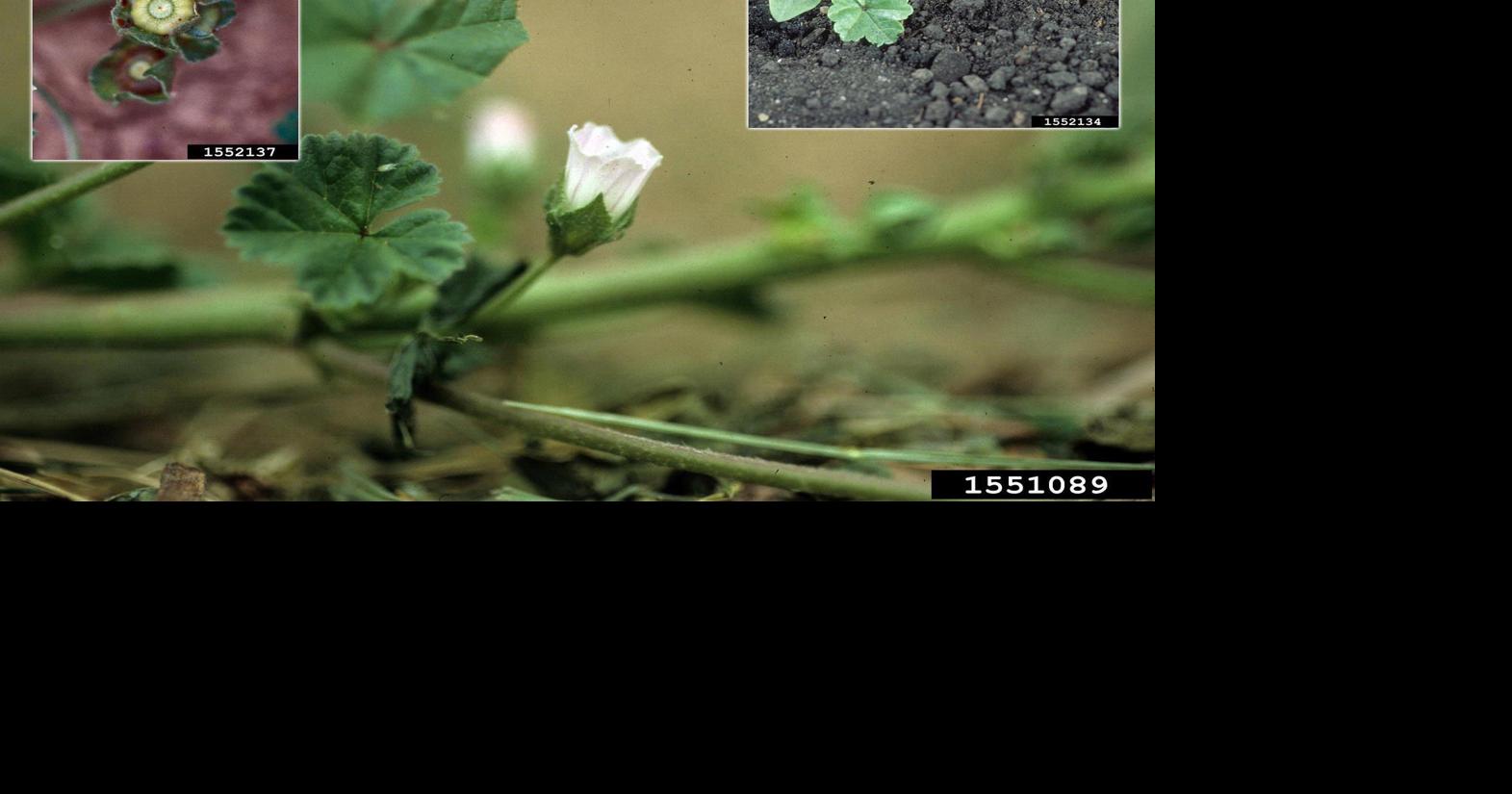 War on Weeds: Common mallow | Columnists | postregister.com