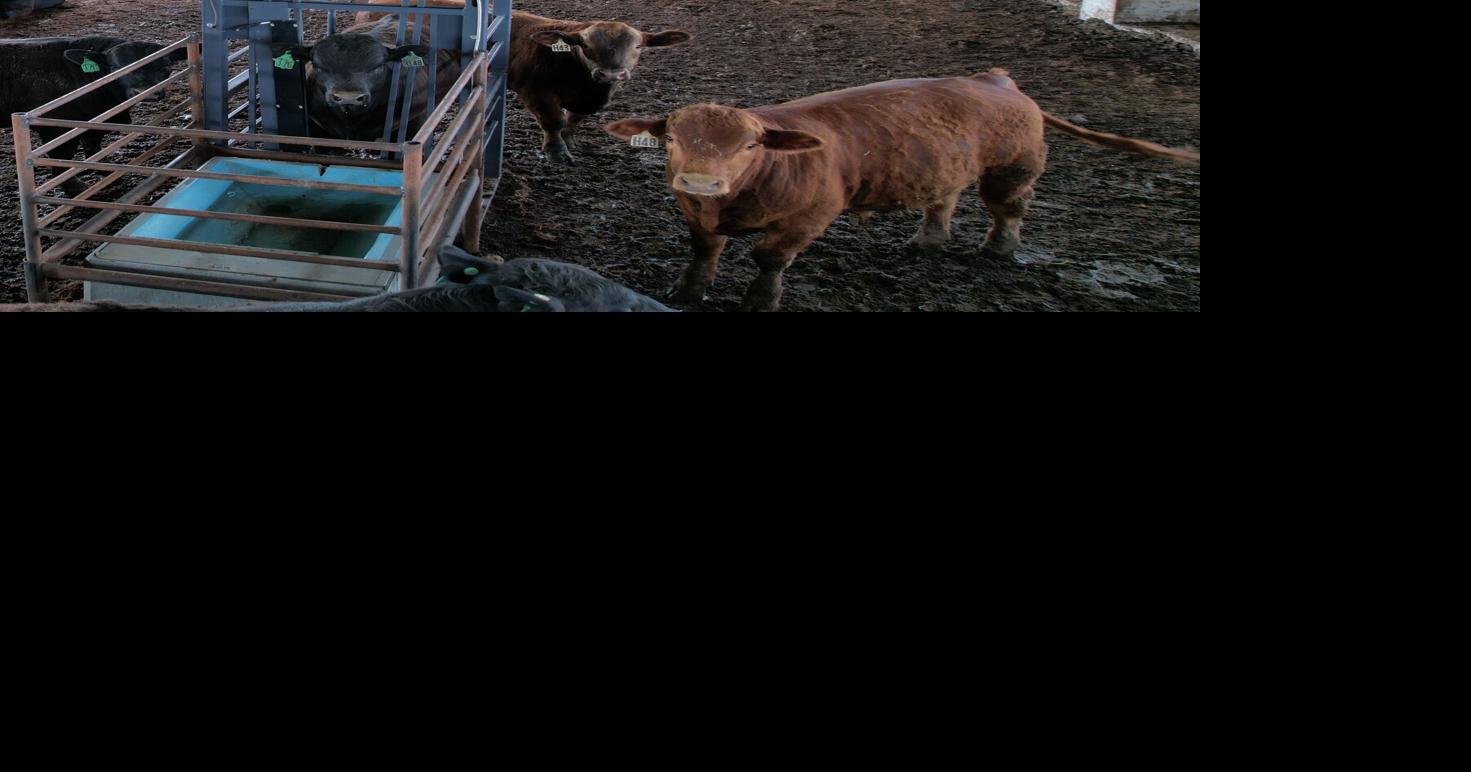 Smart ways to manage cattle with electronic ID and data collection ...