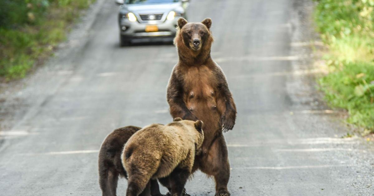 Animals are resilient, but we need to give them options | Outdoors ...