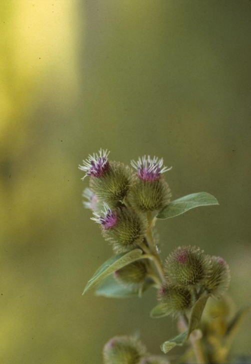 Image of Burdock plant with its burrs attached to a person's clothing