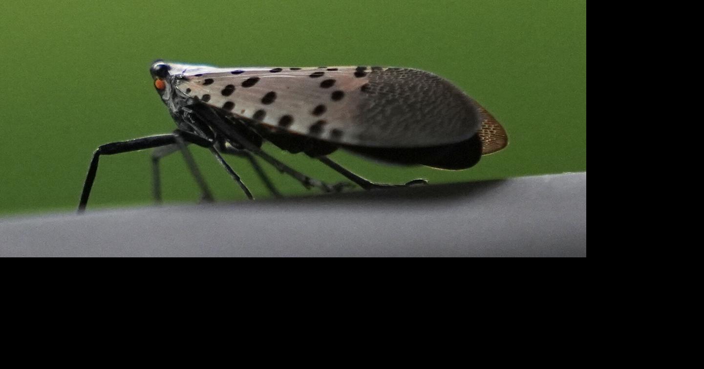 Spotted Lanternfly