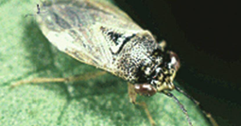 The Bug Box: Big-eyed bugs | | postregister.com