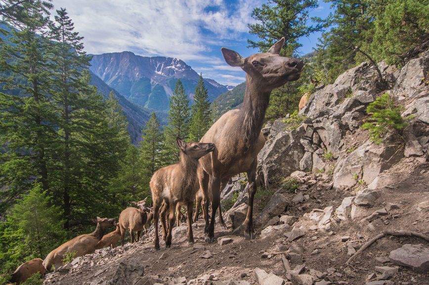 What drives Yellowstones massive elk migrations? Outdoors postregister picture