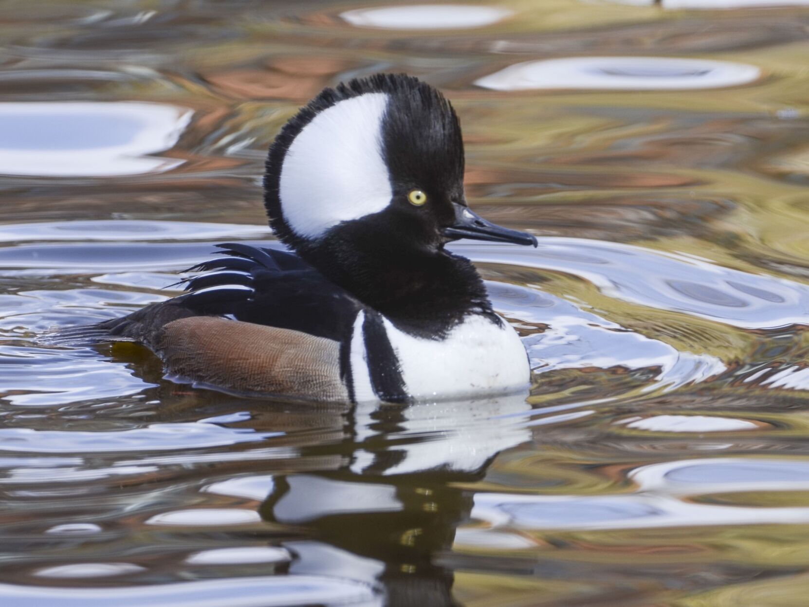 Appearance and habits of the hooded merganser | Outdoors