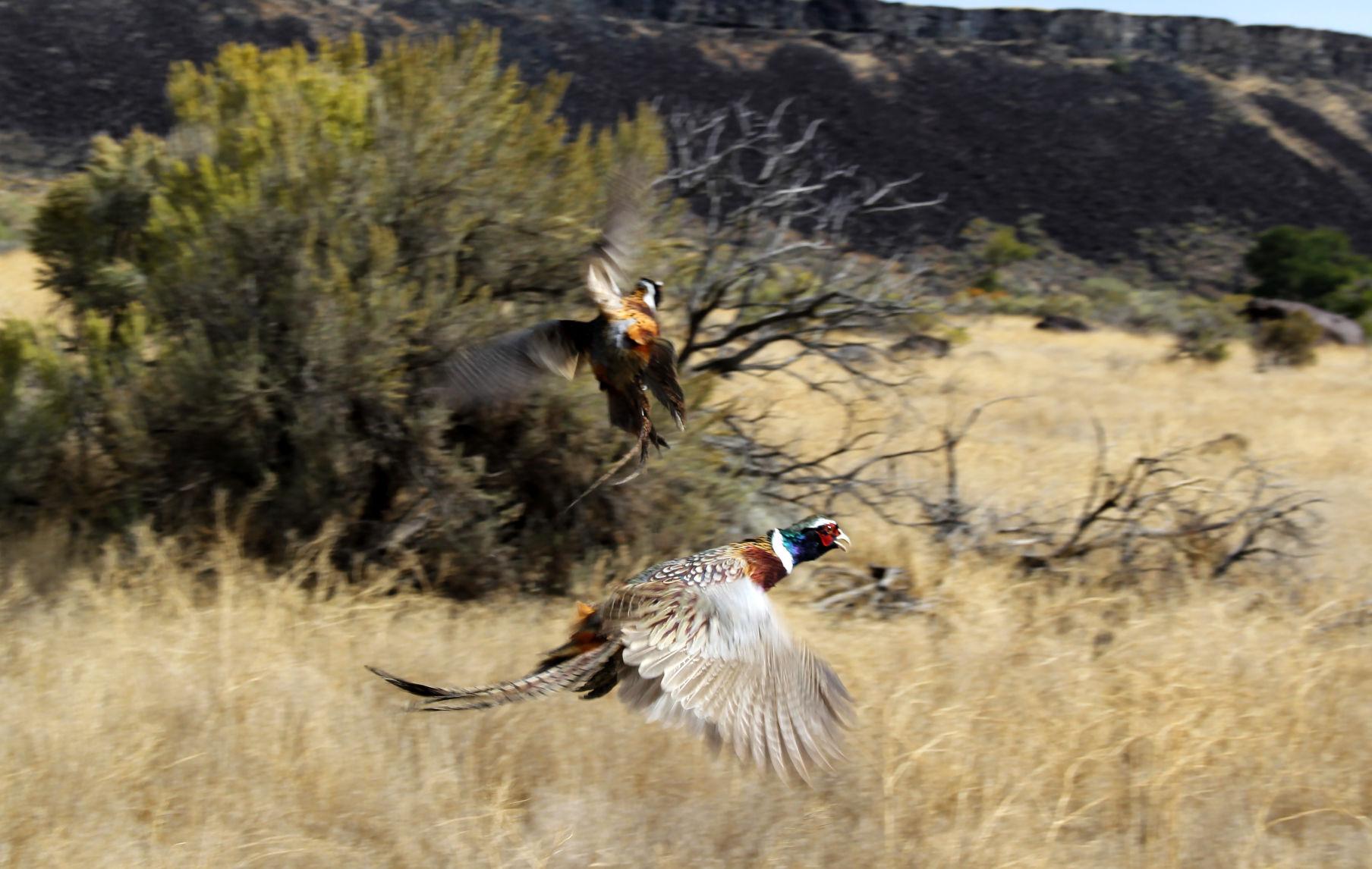 Fish and Game adds new locations for pheasant stocking Local News