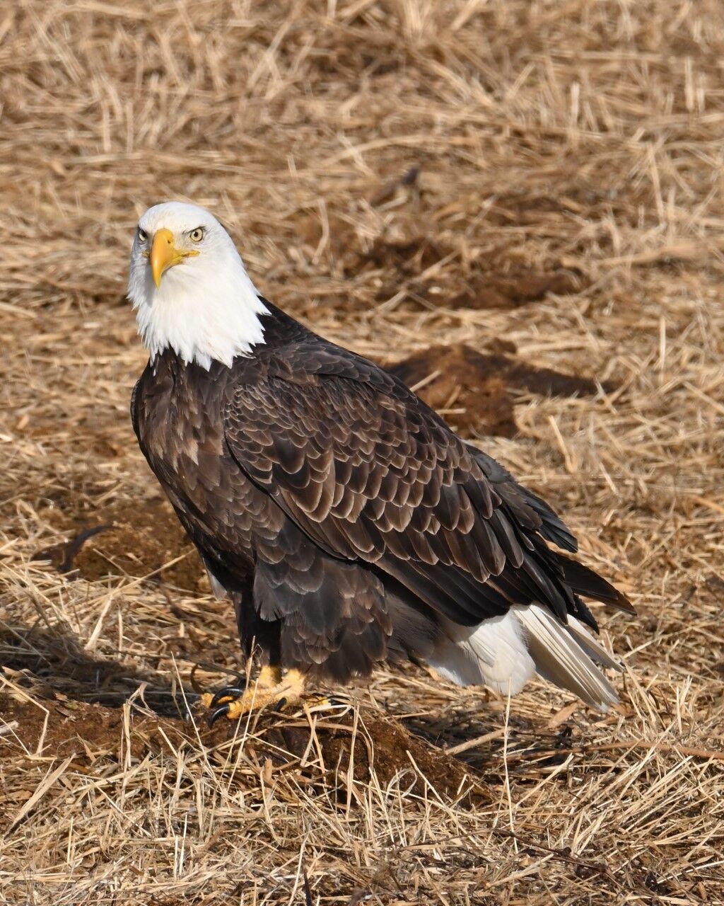 Bald eagles and Bingham County ranches 