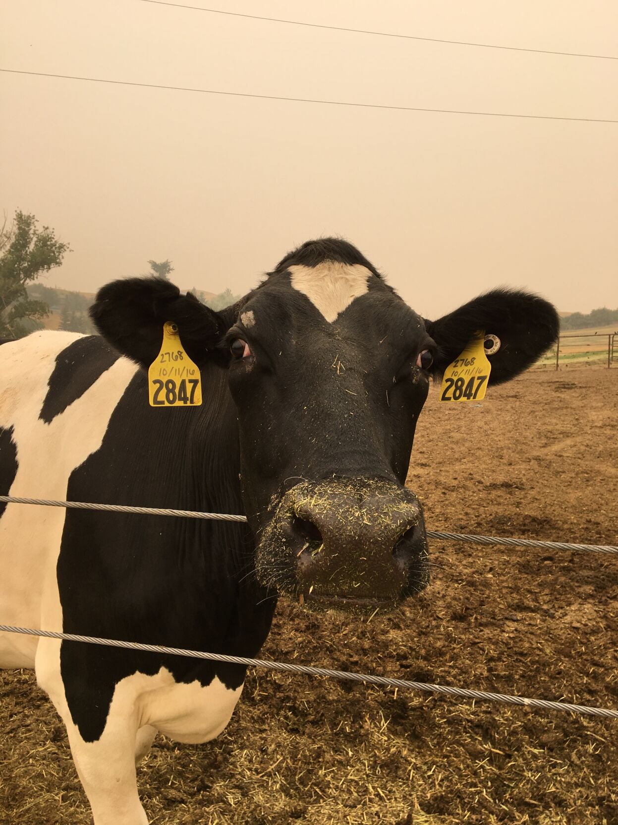 U of I-led team dives deeper into understanding wildfire smokes effects on dairy cows Farm and Ranch postregister image image image