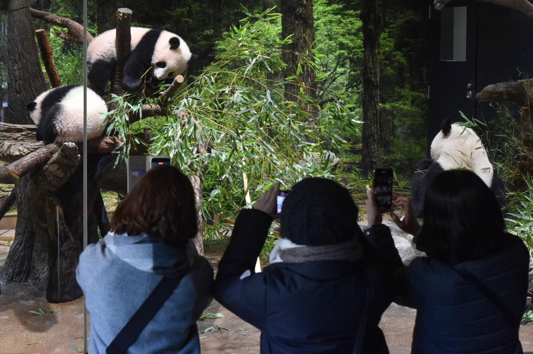 Twin panda cubs debut at Tokyo zoo, woo devoted fans | Features