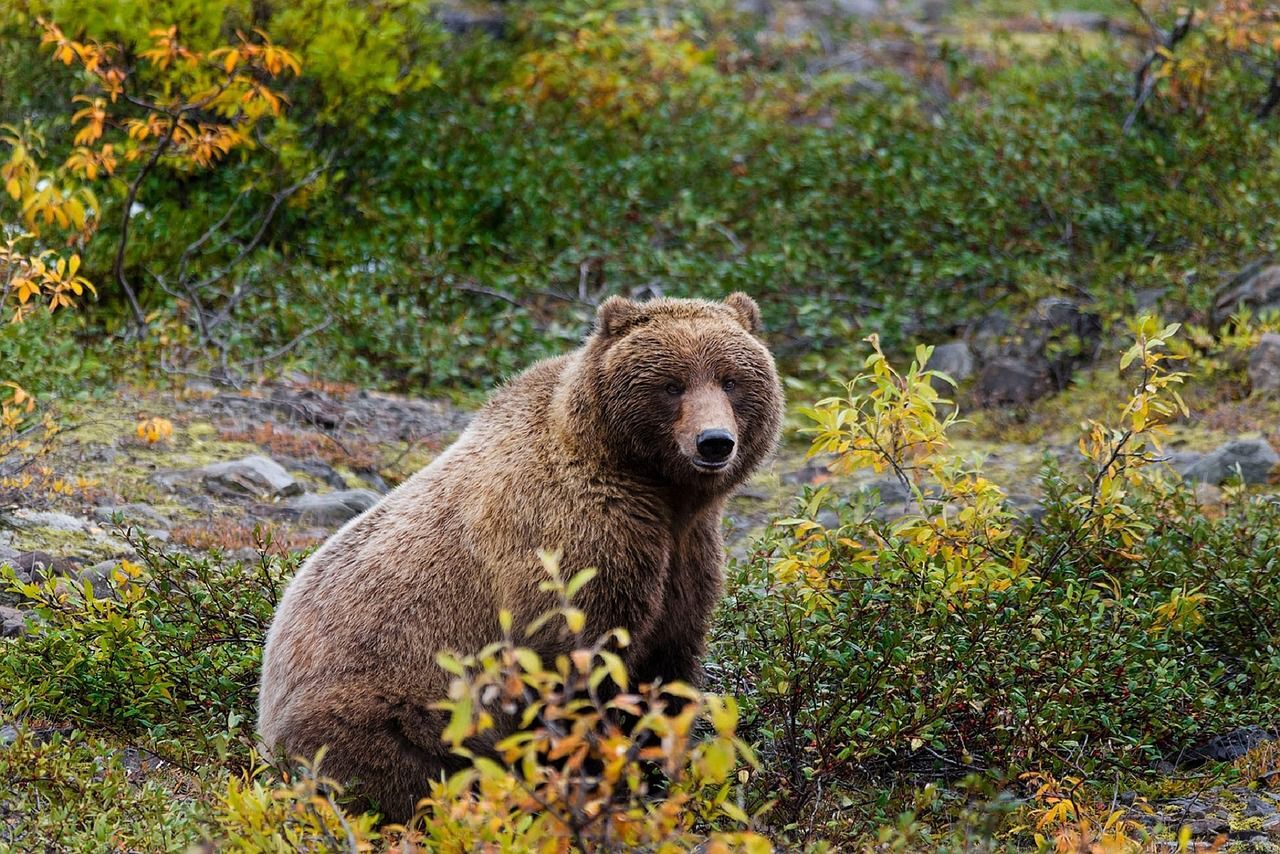 Bear Identification & Signs (Be Bear Aware) - IGBC