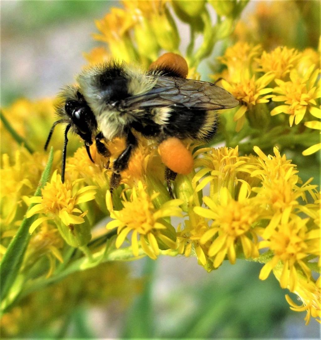 The love buzz: Bumblebee survey project turns people into insect