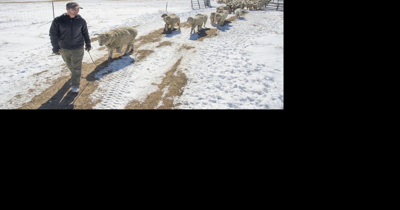 'Where we see our future': Montana State University Wool Lab looks ...
