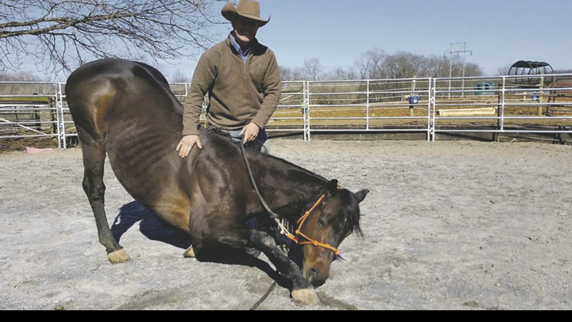 Bound For Slaughter Horse Instead Gets Stardom Horses Postregister Com