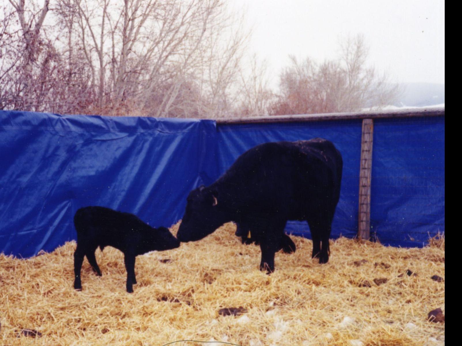 Barnyard Basics: Windbreaks for cattle | Columnists | postregister.com