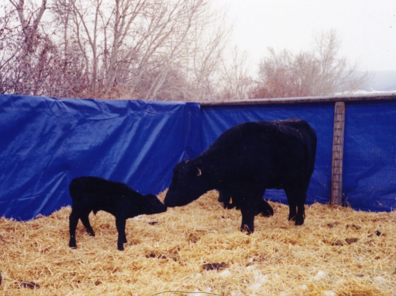 Barnyard Basics Windbreaks For Cattle Columnists Postregister Com