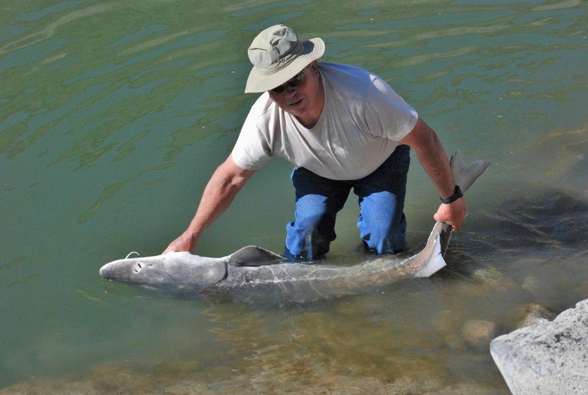 Sturgeon fishing in Idaho Outdoors