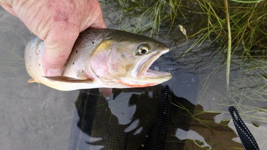 CONNELLY: Cutthroat trout an icon of western waters