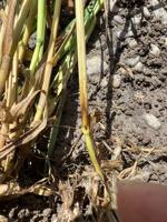 U of I researcher detects two fungal diseases in Idaho cereals amid cool season