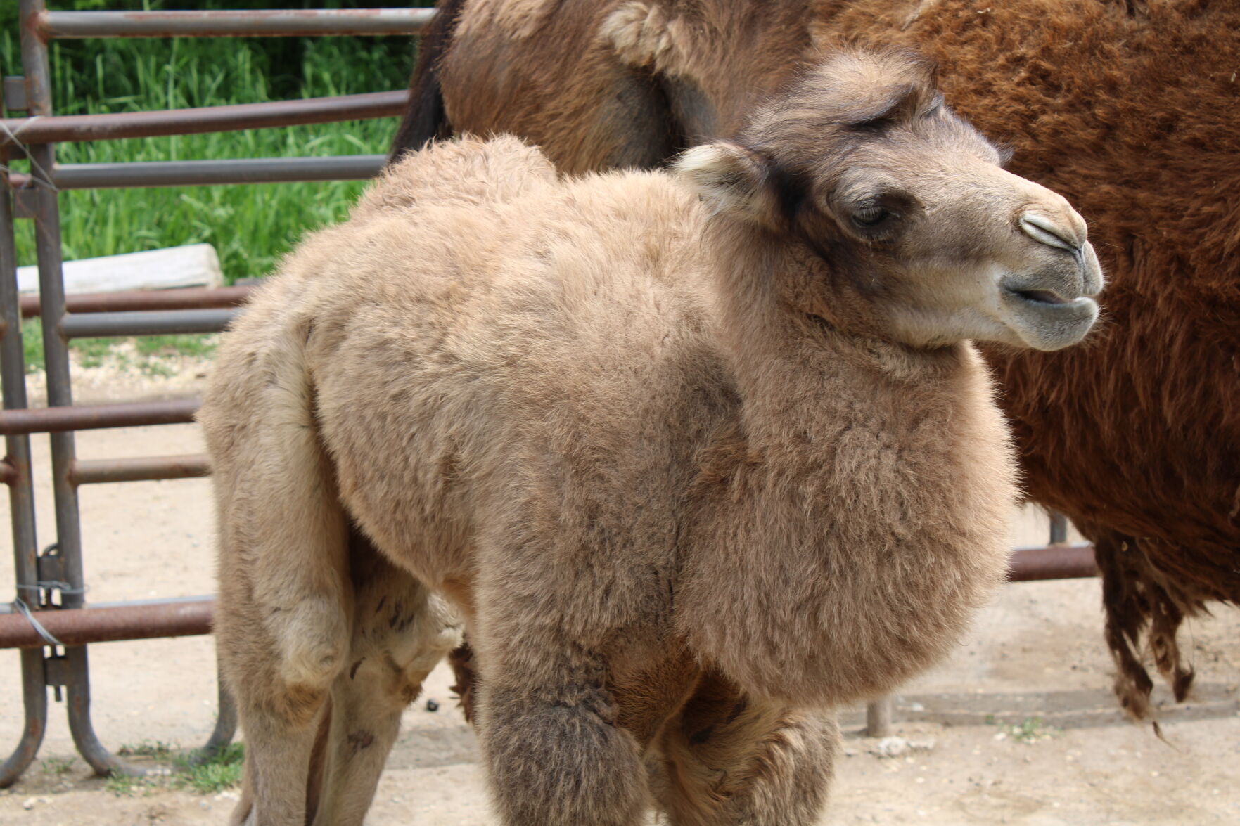 Meet Humphrey: Baby camel to go on public display this week