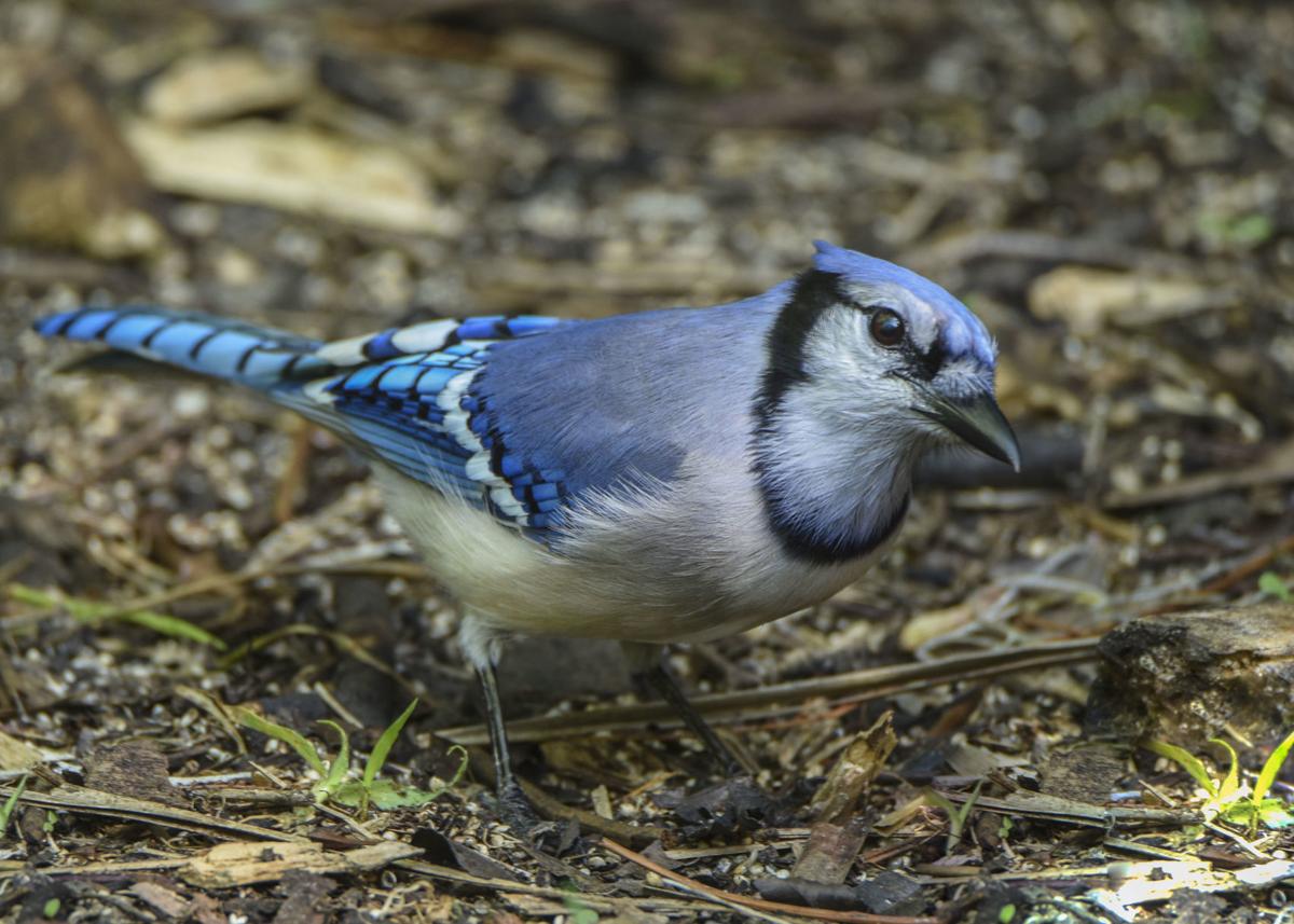 Birds Out Of Place May Be Seen In Idaho Outdoors Postregister Com