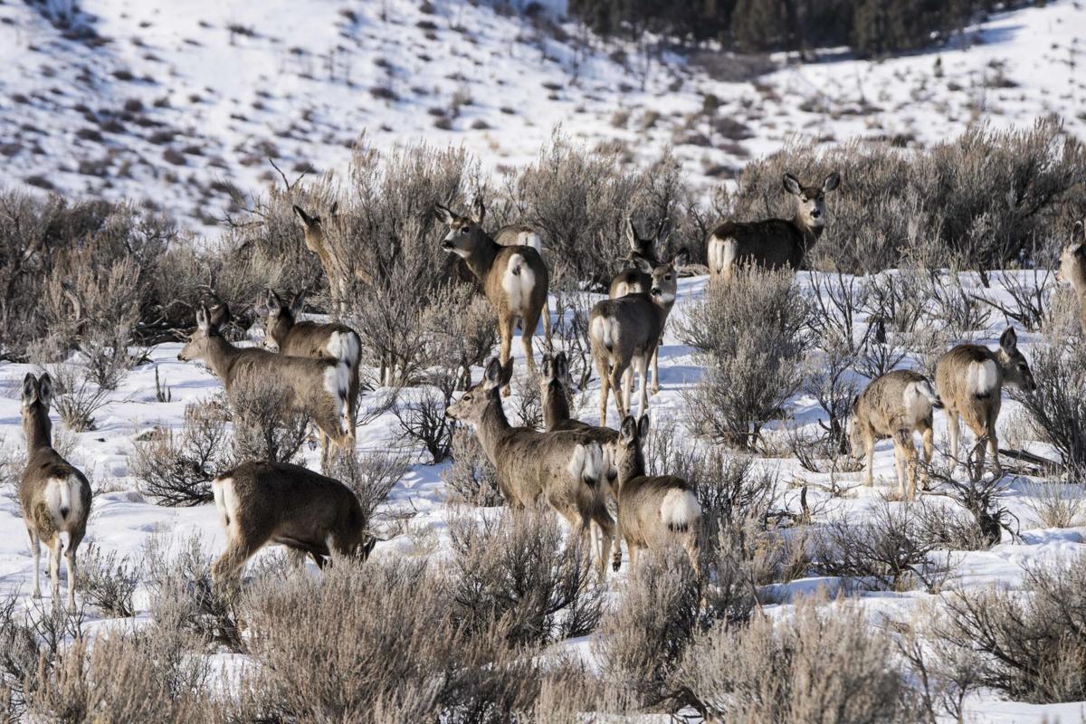 Migration Season Is Coming For Deer And Elk Outdoors