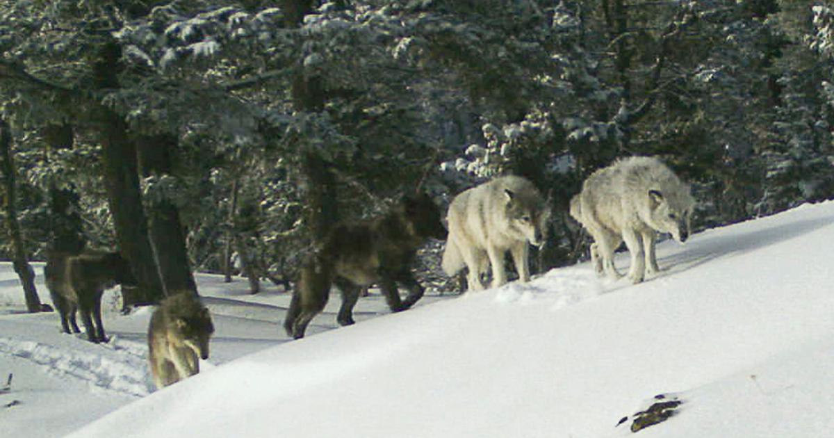 Oregon confirms new wolves in northern Cascade Mountains | Regional ...