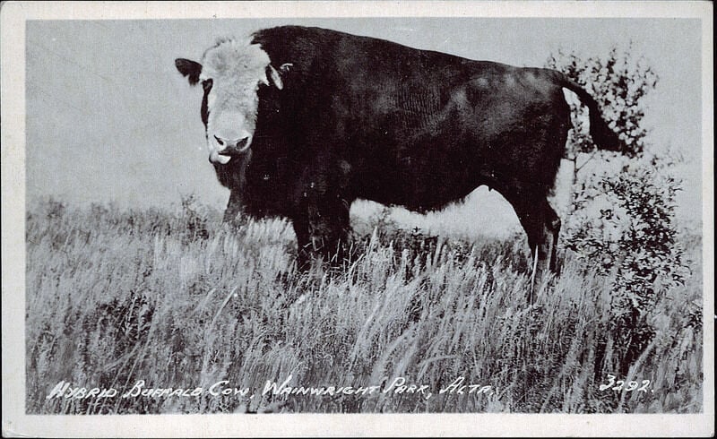 Barnyard Basics: Bison-cattle crossbreeding | Columnists 
